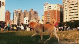 醬醬與我的台中日常