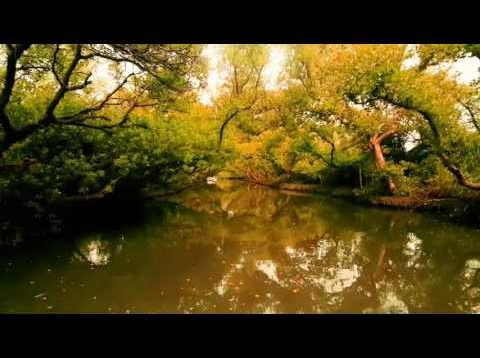 台灣的亞馬遜河–紅樹林