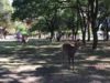 奈良公園
