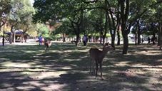 奈良公園