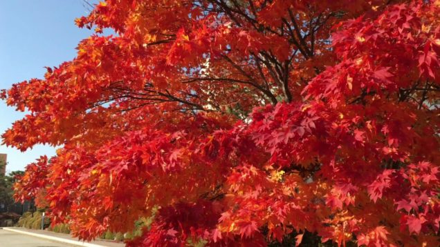 Proview S3-TEST VIDEO_2