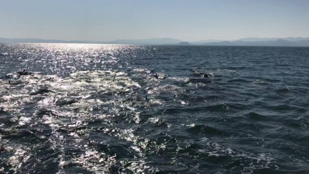 See dolphin in amakusa