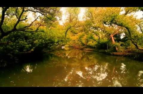 台灣的亞馬遜河–紅樹林