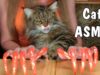 Best ASMR video